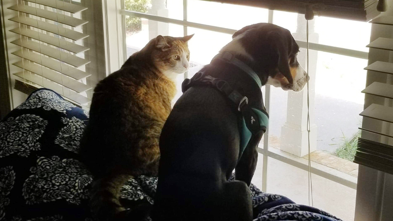 Travel nursing with pets - Dog and cat looking out the window