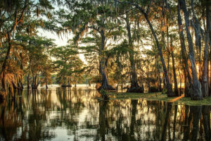 Landscape of bayou